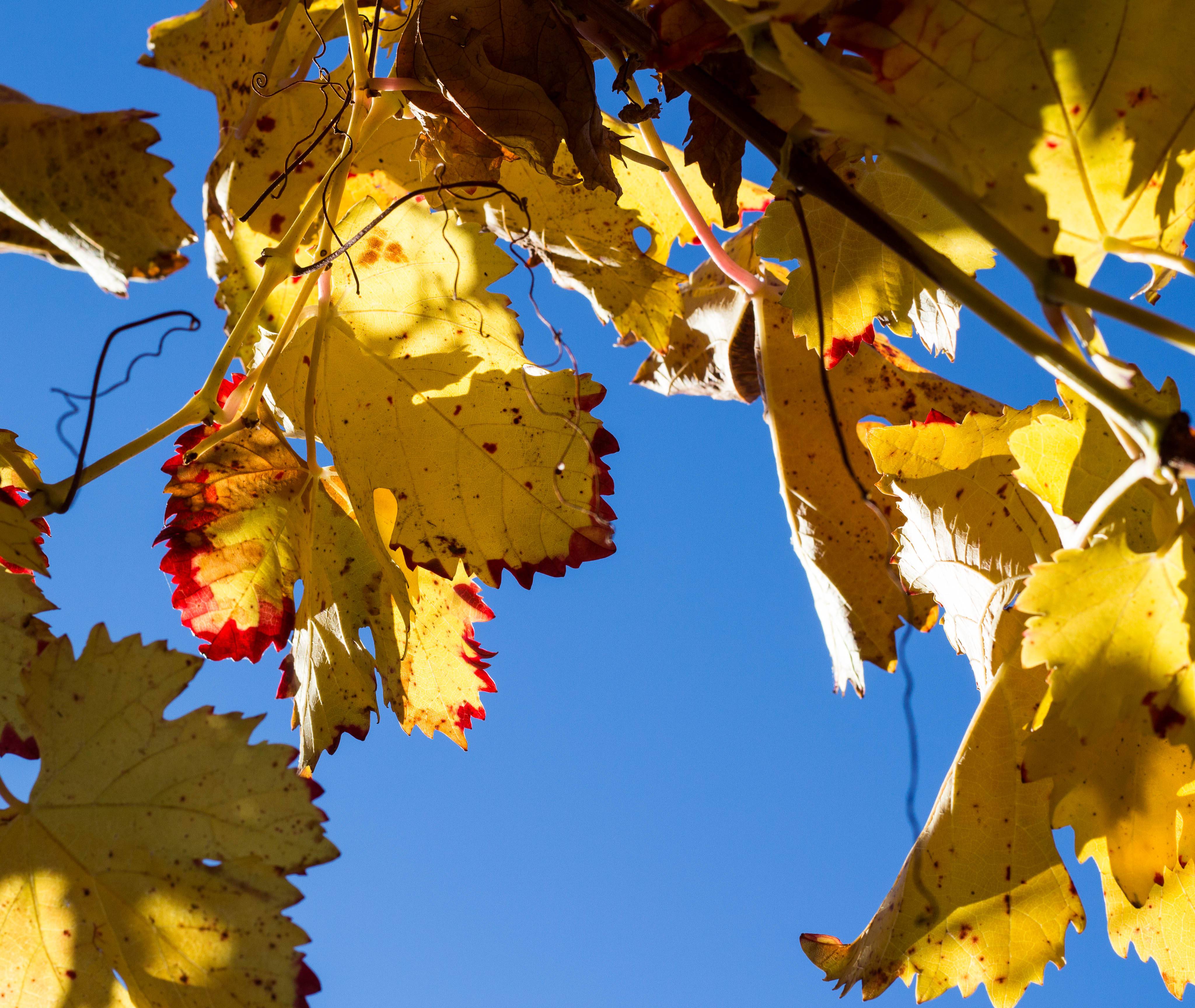 get inspired by autumn - Hotel Schloßmühle